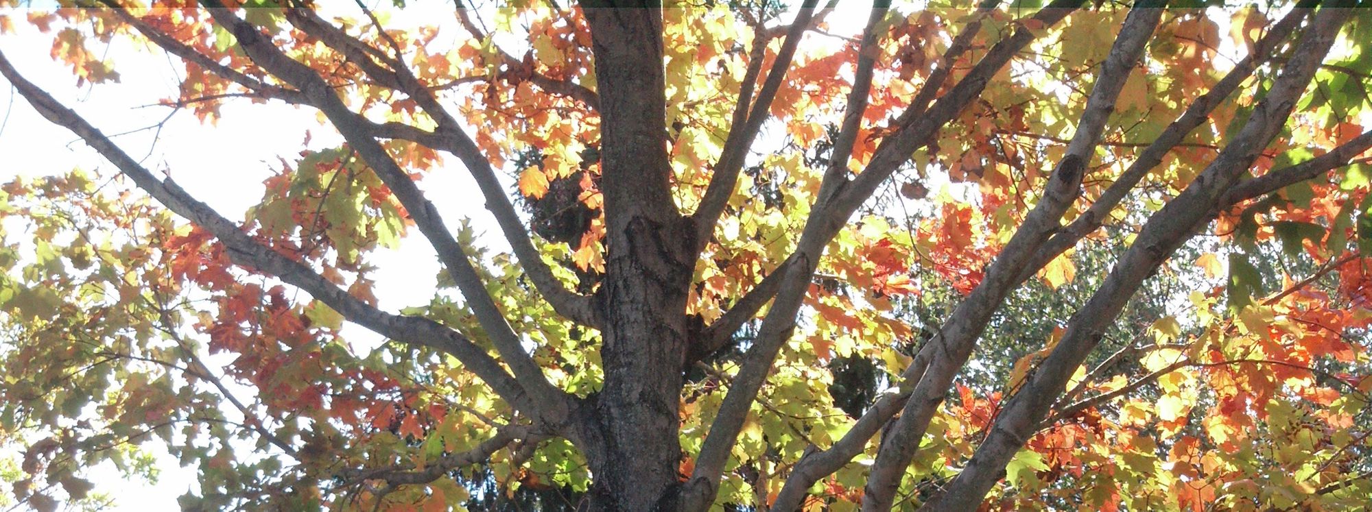 5 Car-Free Ways to See Adirondack Fall Colors!