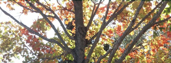 5 Car-Free Ways to See Adirondack Fall Colors!